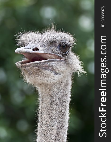 The head of an ostrich with the mouth open