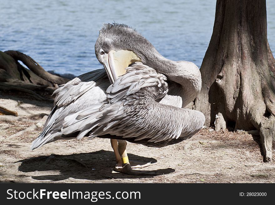 A pelican wth its beak in the feather