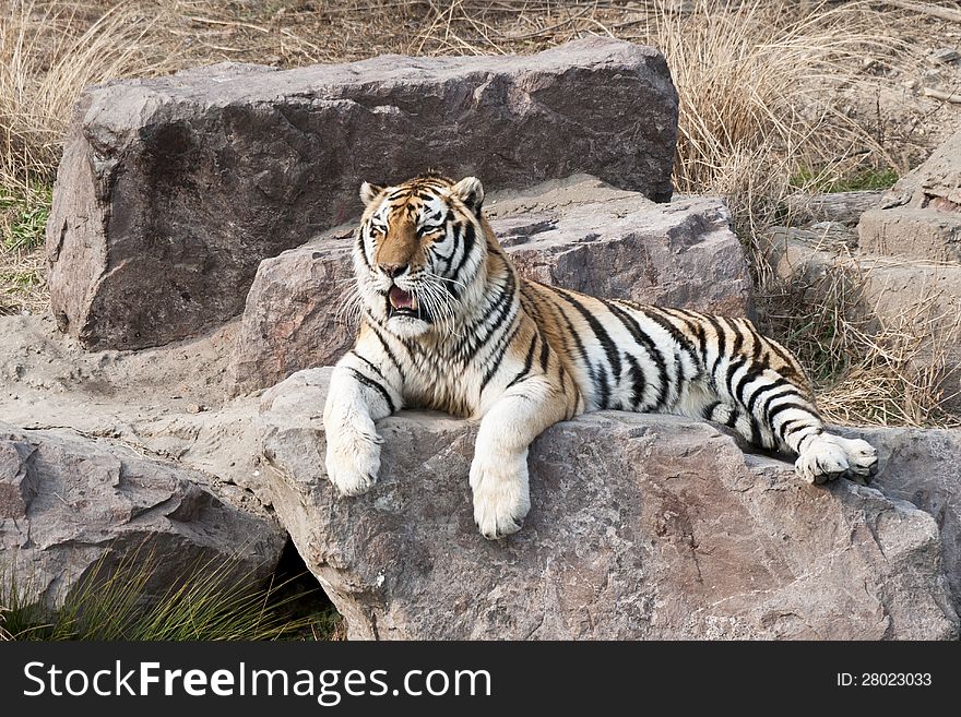 A tiger crouching on a big stone