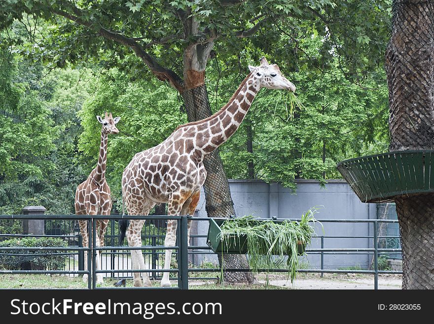 Two giraffes in the zoo