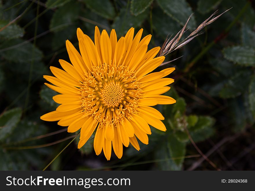 Fynbos Flower