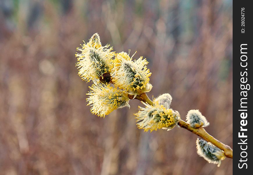 Flowering willow branch close-up.