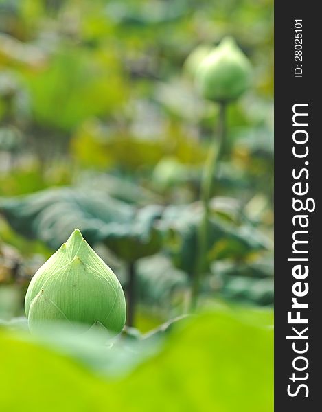 White lotus or water lily flowers bud on pond. White lotus or water lily flowers bud on pond