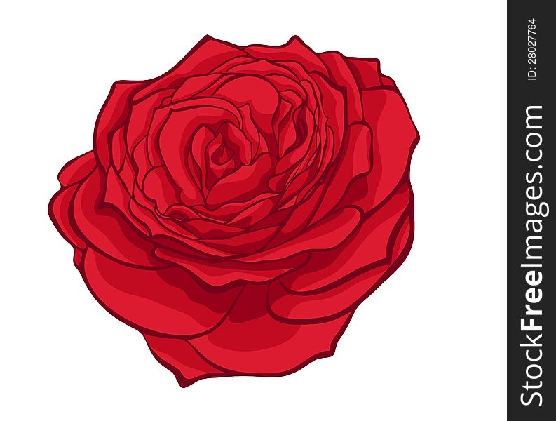 Stylish red rose isolated on white