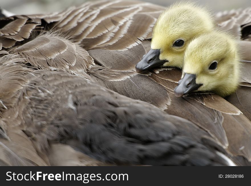 Welwyn Garden, England: Young Cygnets