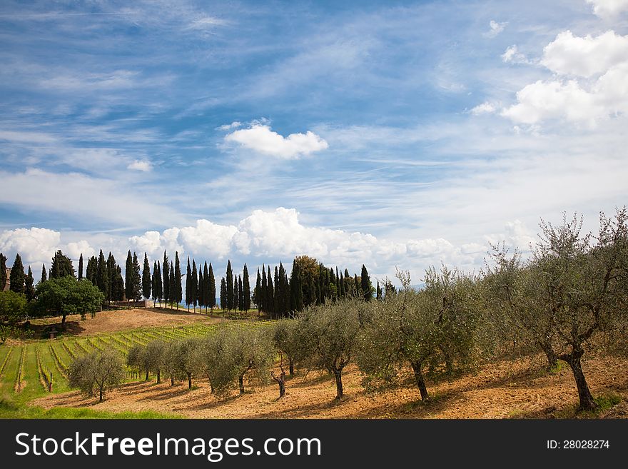 Typical italian countryside with olive-trees and cypres