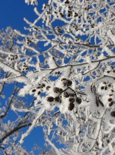 Snowy Branches Blue Sky Background Royalty Free Stock Photo