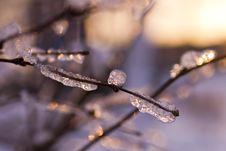 Ice On Branches Royalty Free Stock Image