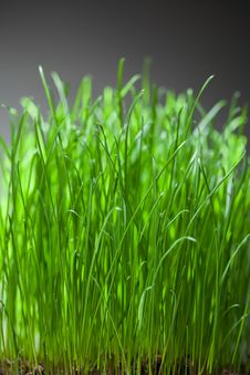 Fresh Grass Dense Bunch Stock Photos Fresh Grass Dense Bunch Stock Photos