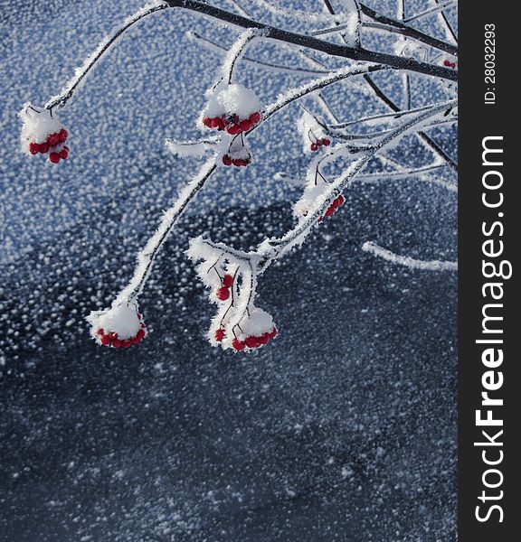 Red rowan berries on frosty tree branches