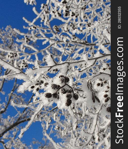 Snowy branches blue sky background