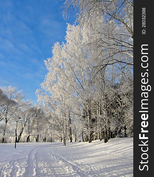 Frozen trees in snowy park winter background. Frozen trees in snowy park winter background