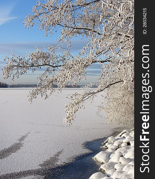 Snowy Tree Near Frozen Lake