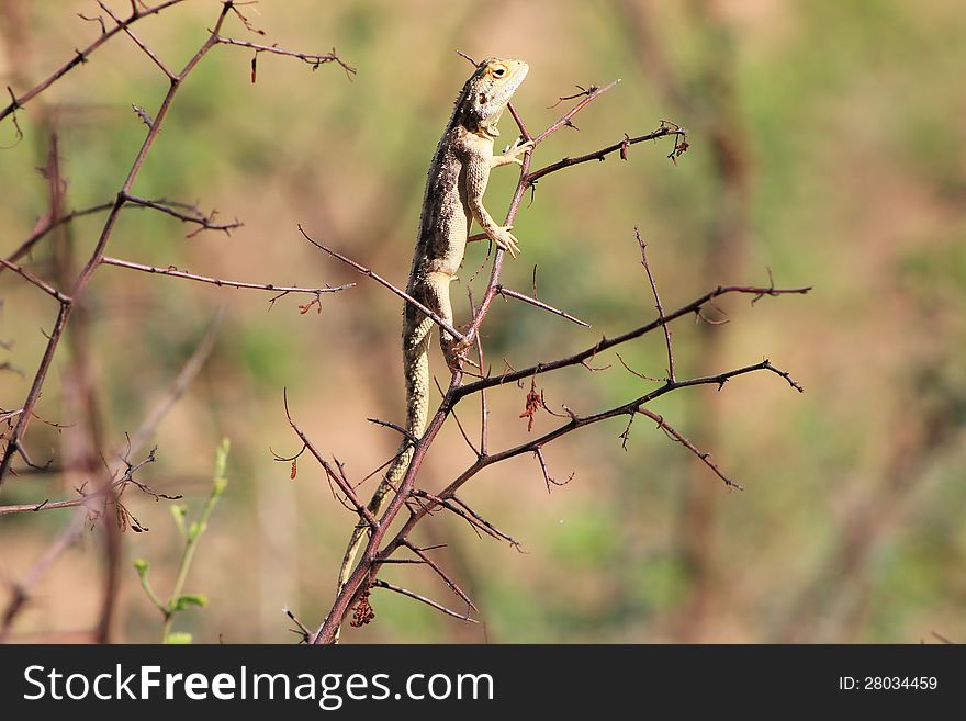 A young Blue headed lizzard sun bathing under the Namibian sun, whilst perched on a dried branch. A young Blue headed lizzard sun bathing under the Namibian sun, whilst perched on a dried branch.