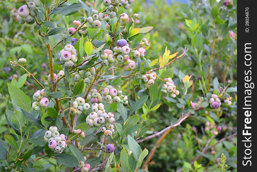 High Bush wild Blueberries in Vermont.