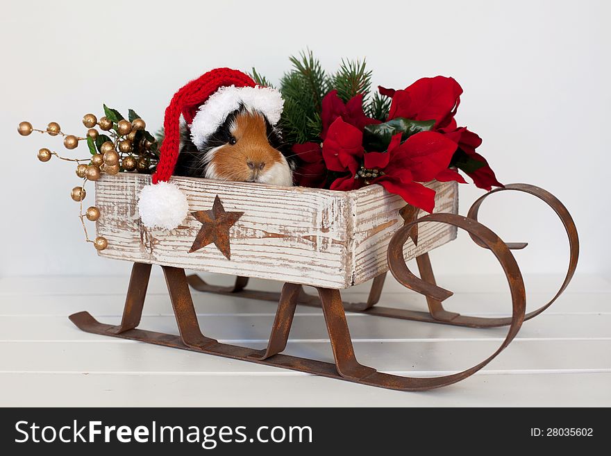 Image of a guinea pig wearing a Santa hat sitting in a sleigh. Image of a guinea pig wearing a Santa hat sitting in a sleigh.