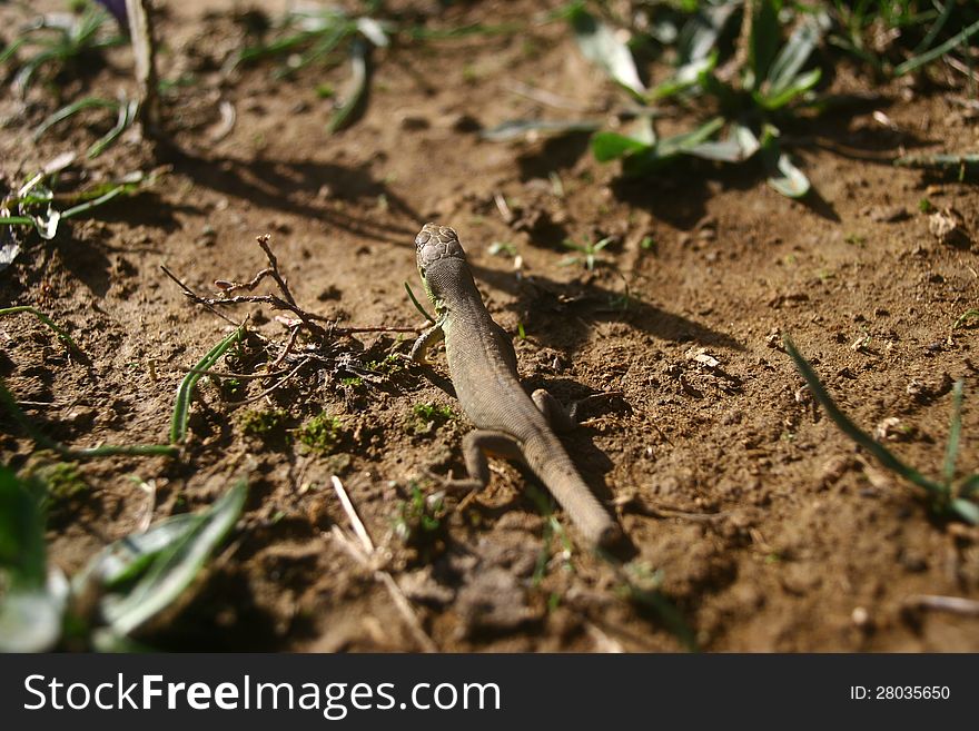 Injured lizard waiting for flies