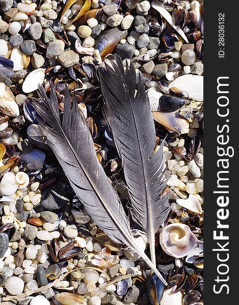 Feathers of a bird on beach