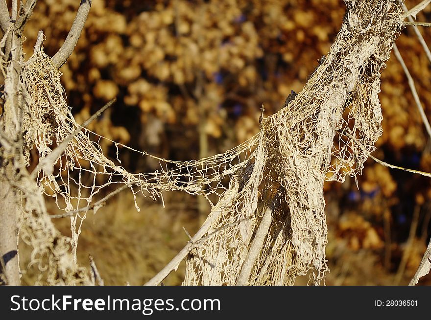 Torn fishnet in Autumn in sunny day