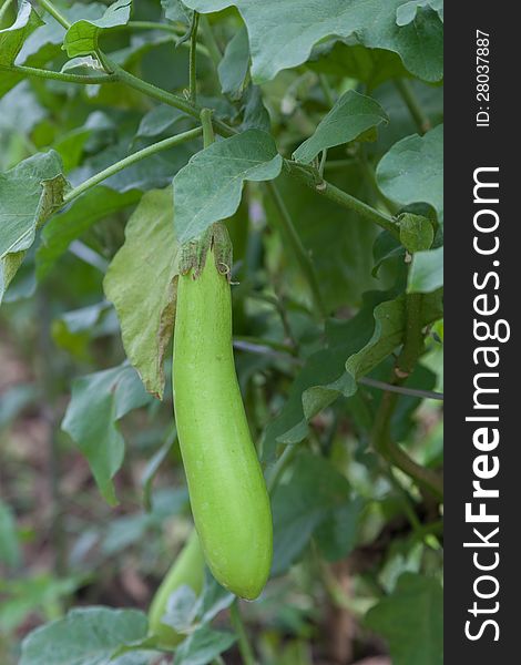 Thai Long Green Eggplant. Organic vegetable in Thailand.