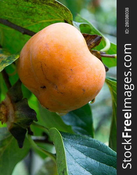 Organic Persimmons In Thailand