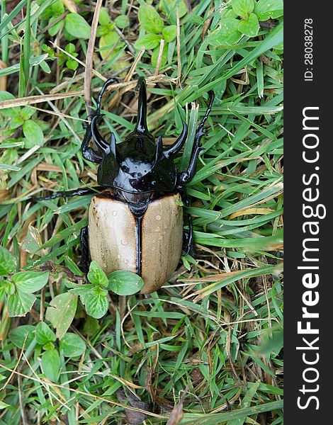 Hercules Rhino Dynastes Beetle on Grass.