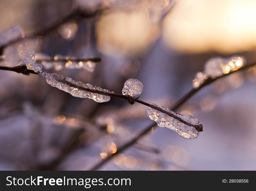 The branches covered with ice in beams of the coming sun. The branches covered with ice in beams of the coming sun