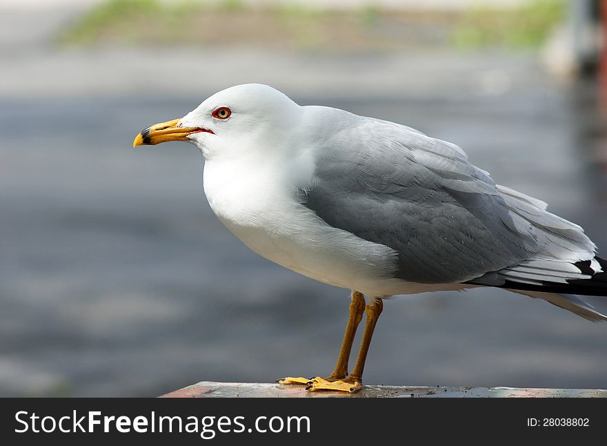 Lone Seagull Outside Picnic Table