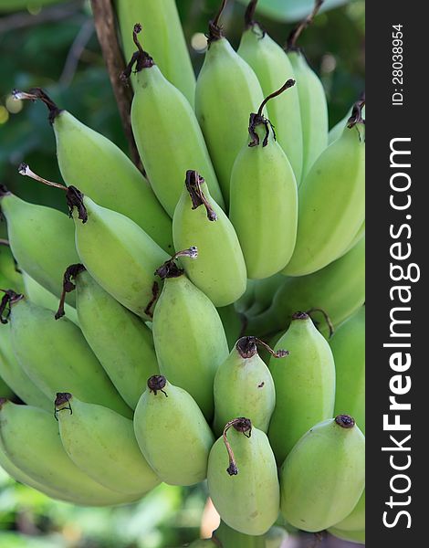 Bananas on a tree, Thailand