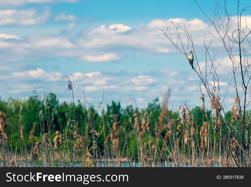 A crested lark sits on a branch and sings its trills. Against the backdrop of a blue sky, green forest and reeds.