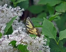 Tiger Swallowtail Butterfly Feeding On A Miss Kim Lilac Bush Stock Photo