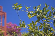 Tangerine Tree Royalty Free Stock Images Tangerine Tree Royalty Free Stock Images