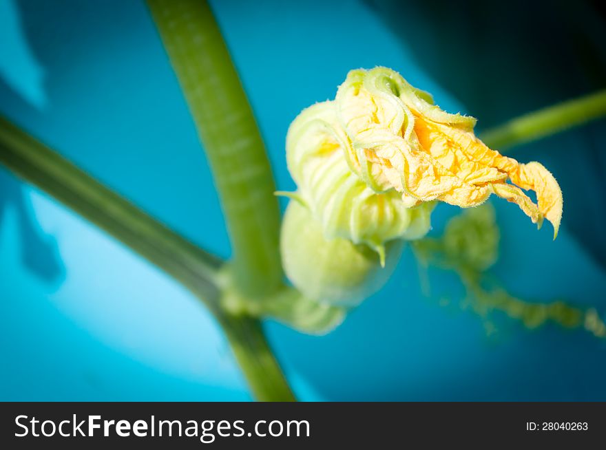 Beautiful yellow pumpkin flowers in garden