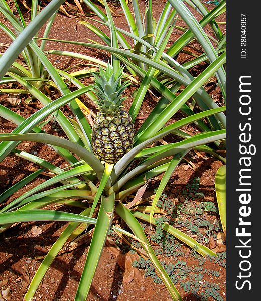 A pineapple growing at the Dole Plantation on the island of Oahu, Hawaii. A pineapple growing at the Dole Plantation on the island of Oahu, Hawaii.
