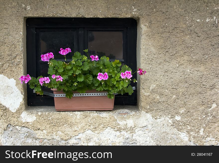 Flower pot on the ledge of the old wall.