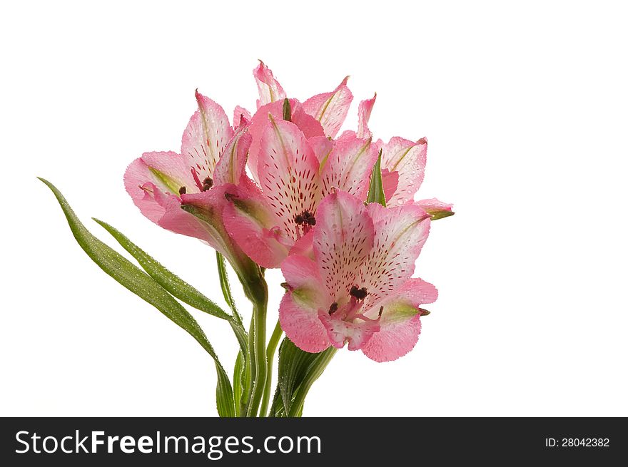 Bunch of Beautiful Pink Alstroemeria against the Light isolated on white background. Bunch of Beautiful Pink Alstroemeria against the Light isolated on white background