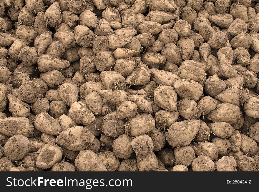 Closeup of sugarbeets waiting for transport to refinary. Closeup of sugarbeets waiting for transport to refinary