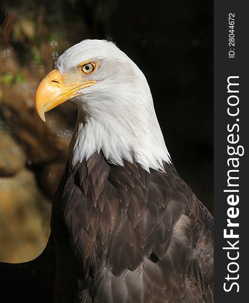 American Bald Eagle Detailed Head Portrait