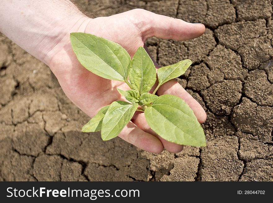 Last seedling on the Earth in the human palm which protects a plant in his hand. Last seedling on the Earth in the human palm which protects a plant in his hand.