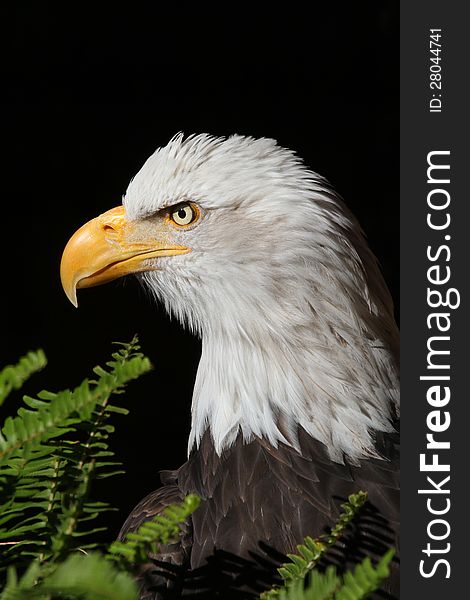 American Bald Eagle Detailed Head Portrait