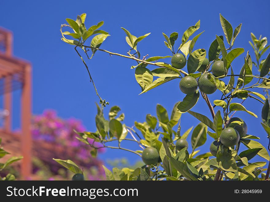 An tangerine tree with green leaves and unripe green fruit, Turkey.
