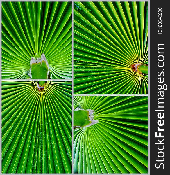 Collage of green palm leafs. Collage of green palm leafs