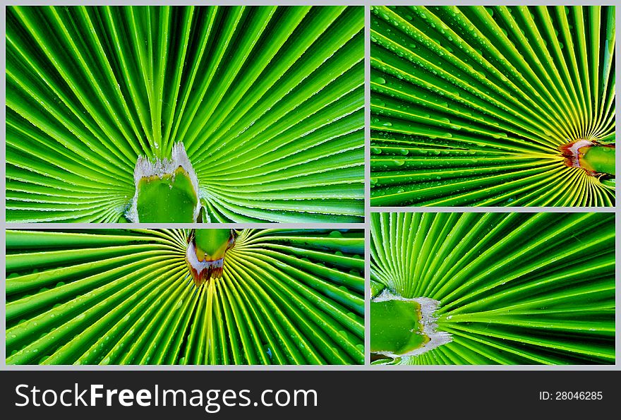 Collage of green palm leafs. Collage of green palm leafs