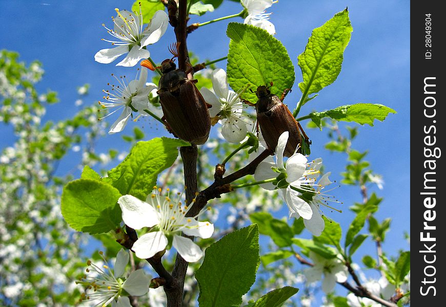 Chafers Climbing On Blossoming Plum