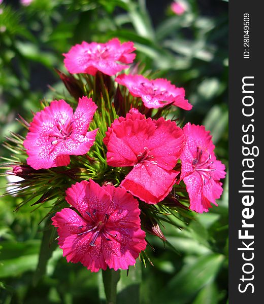 The image of flower of red carnation. The image of flower of red carnation