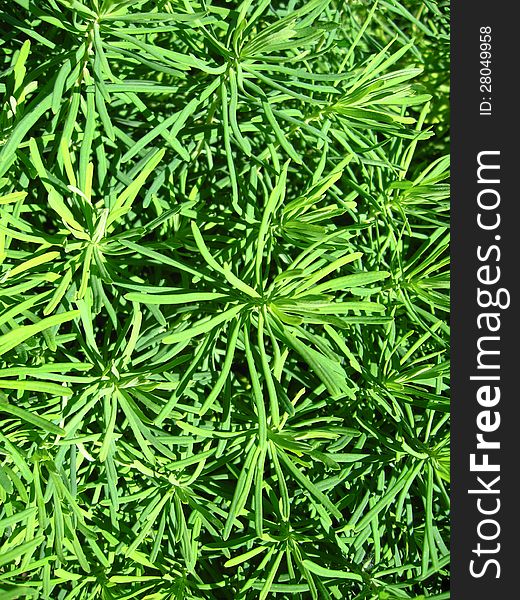 Green Vegetative Background