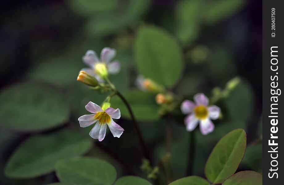 Nature Background. Nature Leaves Background. Selective Focus