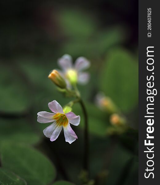 Nature background. Nature leaves background. selective focus