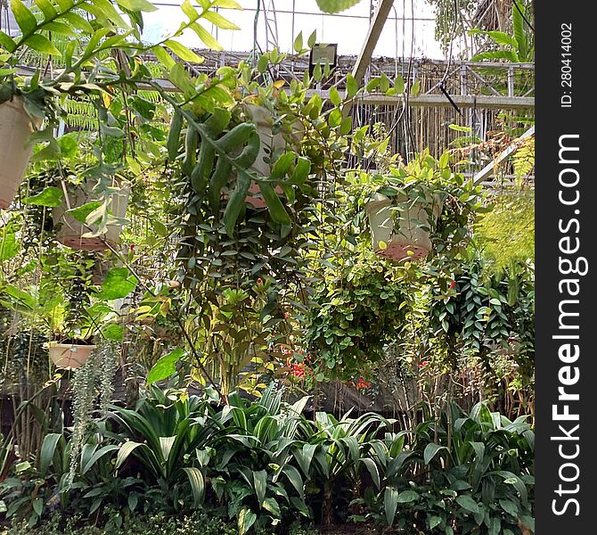 Hanging pot and some many plant in the little garden