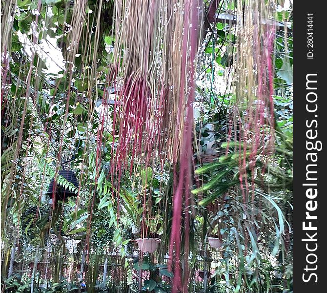 Hanging leaves very beauty plant in the little garden